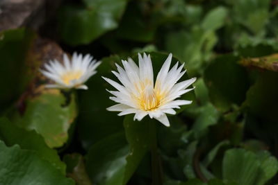 Close-up of white flowering plant