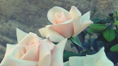 Close-up of rose blooming outdoors