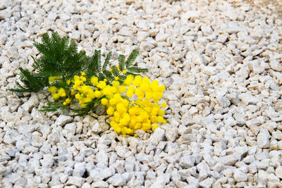 Close-up of yellow flowers