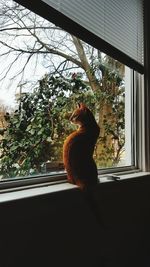 Cat on window sill