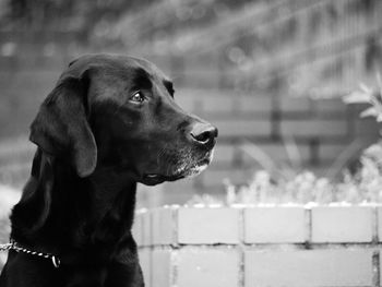 Dog looking away