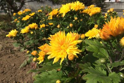 Close-up of yellow flowers blooming on field