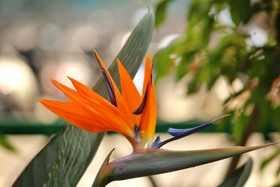 Close-up of orange flower