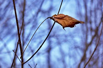 Low angle view of dried leaf on branch