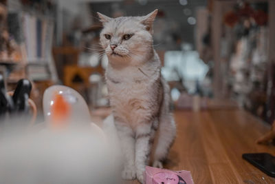 Cat looking away while sitting on table