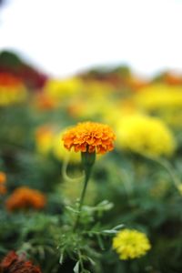 Close-up of marigold blooming on field