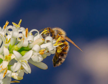 Close-up of bee pollinating flower