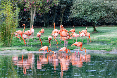 Birds in lake