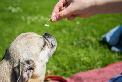 Close-up of hand holding dog