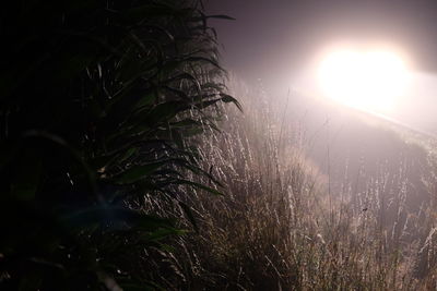 Close-up of plants growing on field against sky at sunset