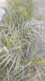 Full frame shot of plants growing on field