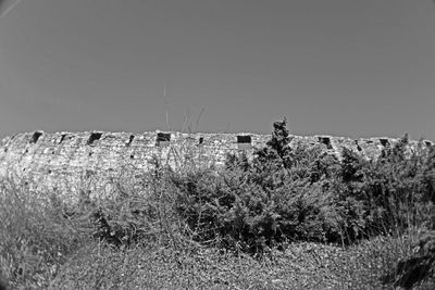 Plants growing on field against clear sky