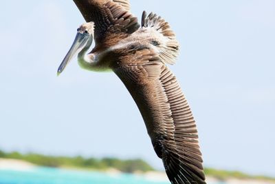 Close-up of eagle flying against clear sky