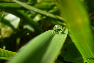 Close-up of insect on plant