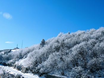 Snow covered plants against clear blue sky