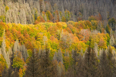 Pine trees in forest during autumn