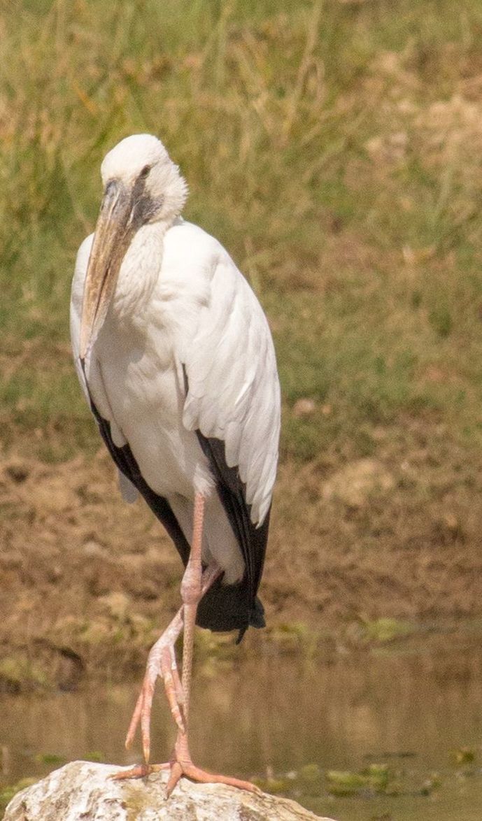 one animal, animals in the wild, animal themes, bird, animal, animal wildlife, vertebrate, focus on foreground, day, nature, no people, water, full length, perching, lake, outdoors, land, standing, beak, leg, animal head