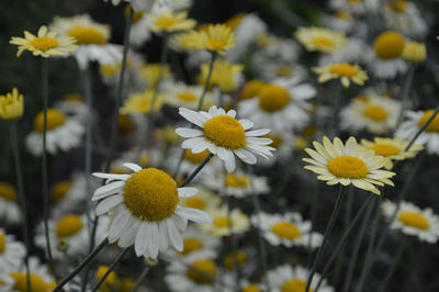 Close-up of yellow flowers blooming outdoors