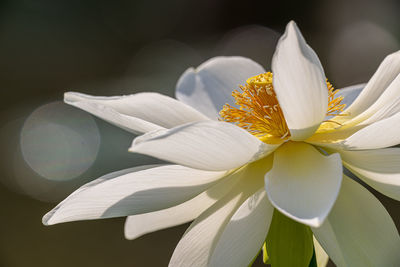 Close-up of white flower