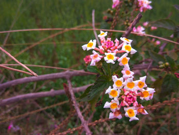 Close-up of pink flowering plant