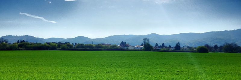 Scenic view of field against sky