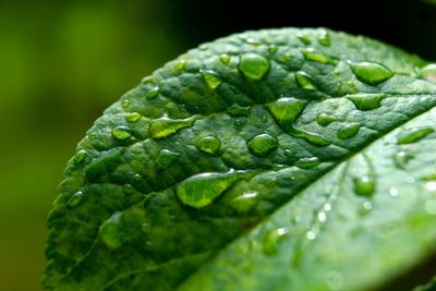 Close-up of raindrops on leaves