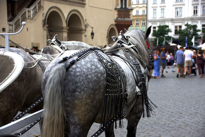 Horse cart in city