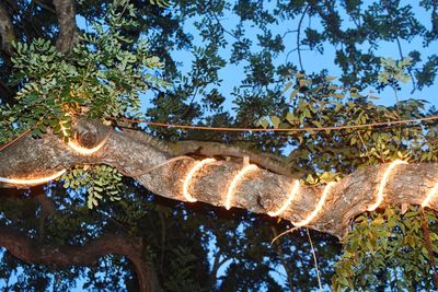 Low angle view of illuminated tree against sky