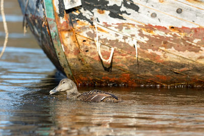 Side view of a bird swimming in water