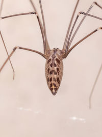 Close-up of insect