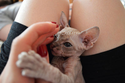 Close-up of blue eyed gray sphynx kitten playing with woman's hand