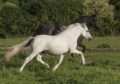 Side view of horse on field