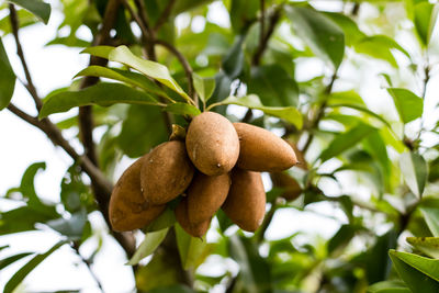 Close-up of fruit growing on tree