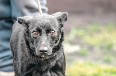 Portrait of black dog