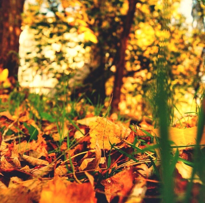 autumn, leaf, change, nature, growth, season, focus on foreground, leaves, selective focus, close-up, orange color, tree, dry, tranquility, fallen, plant, sunlight, beauty in nature, branch, yellow