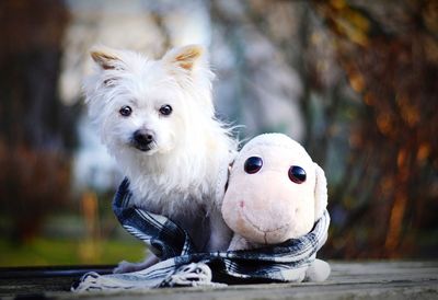 Close-up portrait of dog with stuffed toy on table