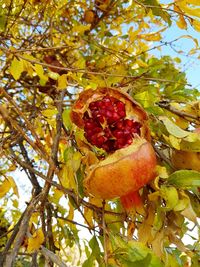 Low angle view of fruits on tree