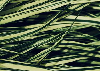 Full frame shot of grass blades