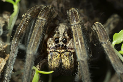 Close-up of spider