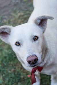 Close-up portrait of dog