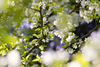 Close-up of white flowering plant