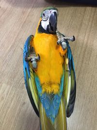 Close-up of a bird perching on wood