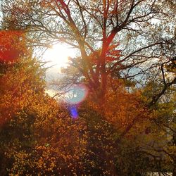 Sun shining through trees