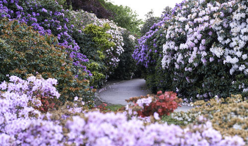 Purple flowering plants in park