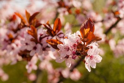 Blood plum tree in full bloom in the spring sun