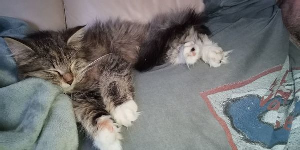 Cat relaxing on bed at home