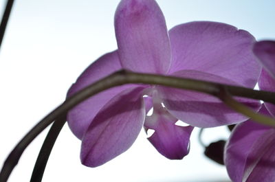 Close-up of purple flowers