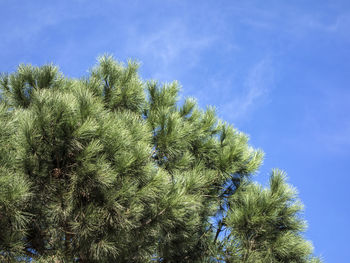 Low angle view of tree against sky