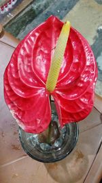 High angle view of red rose on table