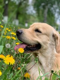 Close-up of a dog looking away